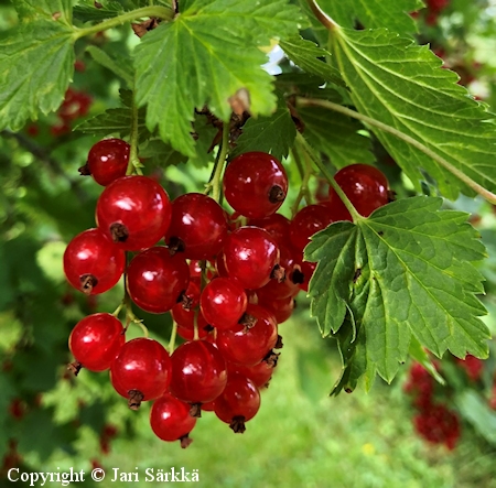 Ribes Rubrum-Ryhm   'Punainen Hollantilainen'